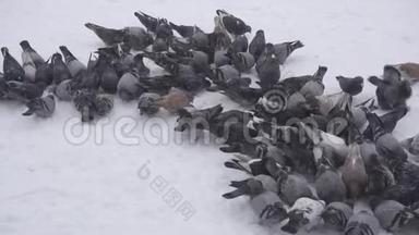 在寒冷的冬天，<strong>一群</strong>鸽子在寒冷的日子里寻找食物，雪，慢摩，<strong>户外</strong>，城市